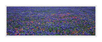 bluebonnets_pano_3_small.web.jpg